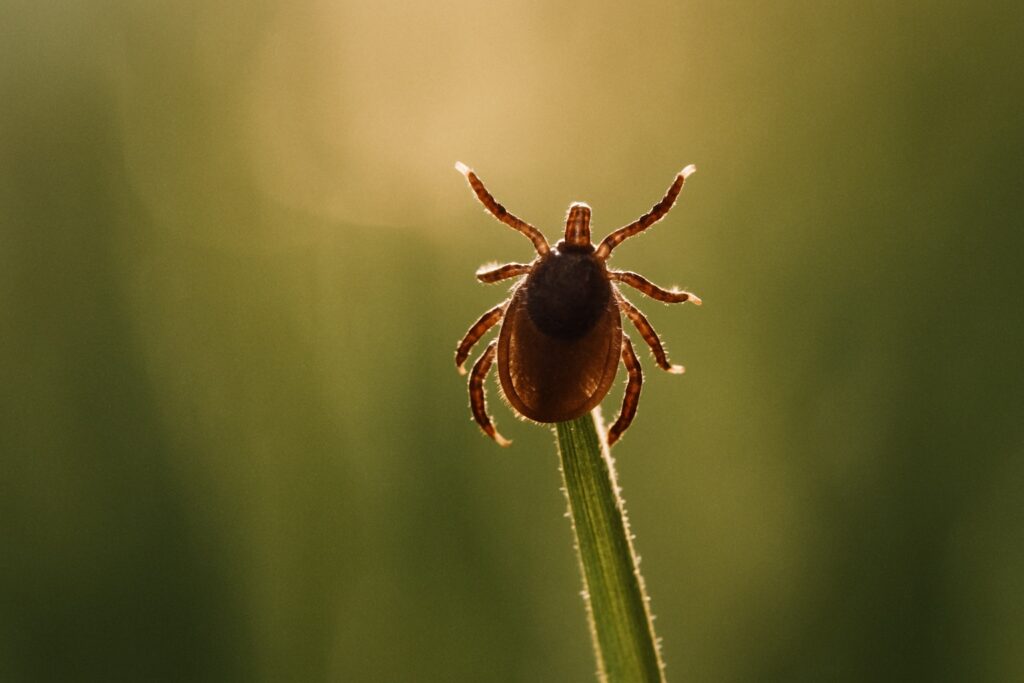 Makroaufnahme einer kleinen Zecke an der Spitze eines Grashalms im Gegenlicht