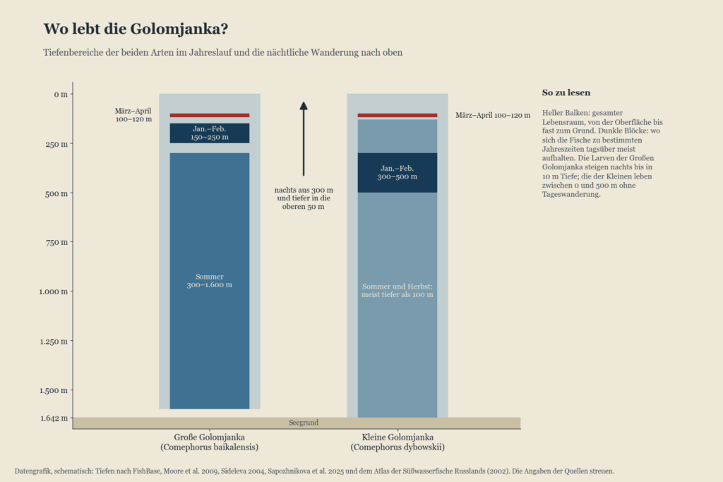 Diagramm der Tiefenbereiche von Großer und Kleiner Golomjanka im Jahreslauf und der nächtlichen Wanderung