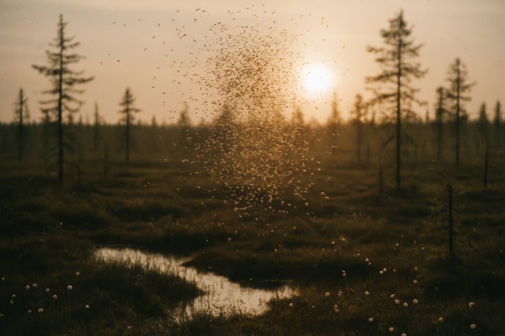 Mückenschwarm im Abendlicht über einem Taiga-Moor mit dunklen Tümpeln, Wollgras und kleinen Lärchen
