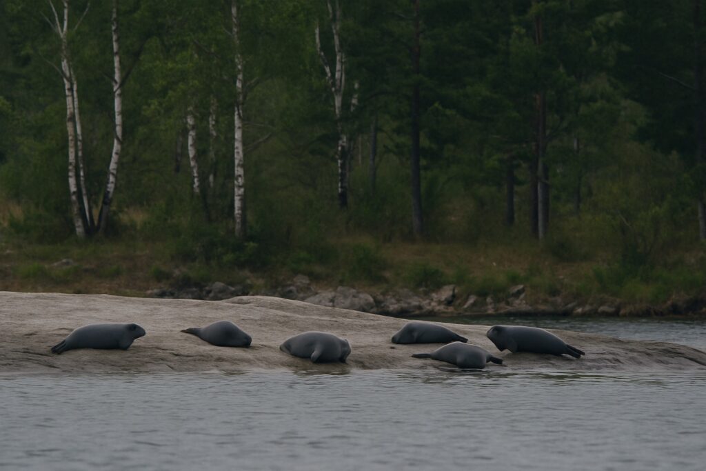 Mehrere Baikalrobben liegen auf flachen Granitfelsen am Ufer einer bewaldeten Insel